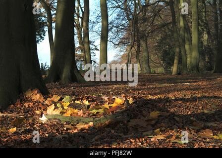 Lichtung im Wald mit Laub auf dem Boden Stockfoto