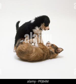 Zwei 6-Wochen alten gemischt - Rasse Welpen kämpfen spielen, Seitenansicht Stockfoto
