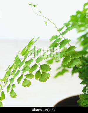 Adiantum capillus-Veneris, Maidenhair Fern, wölbende Wedel in Ventilator aufgeteilt - geformtes Grün Merkblätter (außenohren) kontrastieren mit feinen schwarzen Stämme, close-up. Stockfoto