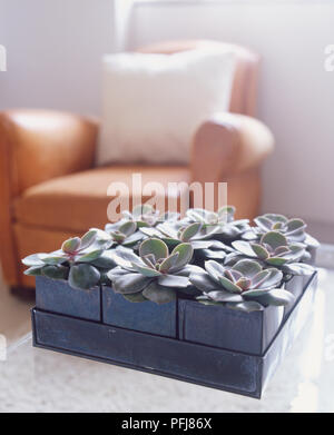 Echeveria 'Duchess von Nürnberg" Pflanzen in modularen square Pot auf Wohnzimmer Couchtisch angeordnet. Stockfoto