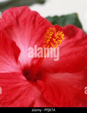 Hibiscus rosa-sinensis 'Athene', Rose von China Blume, lebendige rosa Blütenblätter und lange Mittelrohr mit Staubgefäße und Stempel an der Spitze, close-up. Stockfoto