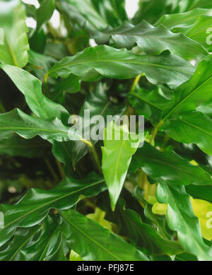 Calathea "Blue Grass', Pfau Anlage, helle grüne wölben Laub mit gewellten Kanten, close-up. Stockfoto