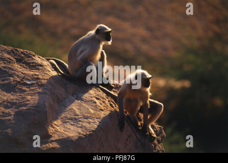 Zwei Langurs oder Hanuman Affen (Semnopithecus Entellus) sitzt auf Felsen mit Blick auf das Tal, Seitenansicht. Stockfoto
