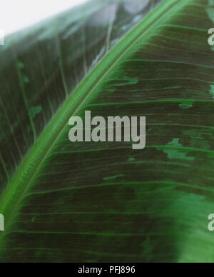 Musa acuminata 'Dwarf Cavendish', Abschnitt der Banana Leaf, close-up. Stockfoto