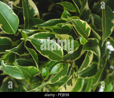 Der Ficus benjamina Starlight', bunte Blätter des Weinens Bild Sorte, close-up. Stockfoto
