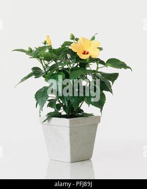 Hibiscus rosa-sinensis 'Athene' (Rose von China), zimmerpflanze mit gelben Blumen im Übertopf Stockfoto