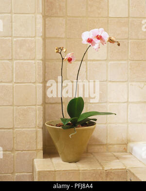 (Phalaenopsis cultivars, Topfpflanzen Motte Orchideeanlage im Badezimmer. Stockfoto