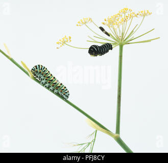 Swallowtail Caterpillar (Pieris rapae) auf pflanzlichen Stammzellen thront, zwei andere Raupen auf flowerhead im Hintergrund, Seitenansicht Stockfoto