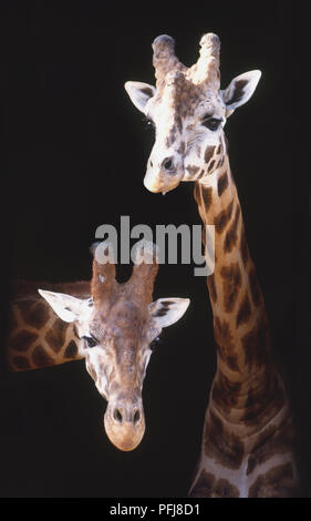 Zwei Giraffen (Giraffa Camelopardalis) heraus spähen hinter der Stalltür, Vorderansicht. Stockfoto