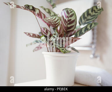 Calathea makoyana, Pfau Anlage in weiß Keramik Topf wachsen. Stockfoto