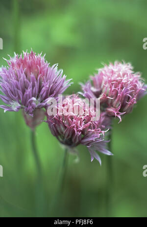 Allium schoenoprasum, Schnittlauch, lila Blüten, in der Nähe Stockfoto