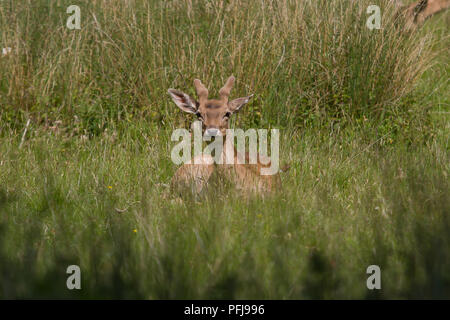 Foto eines männlichen Damwild sitzen Ruhen im grünen Gras an einem sonnigen Tag Stockfoto