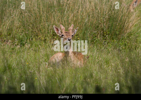 Foto eines männlichen Damwild sitzen Ruhen im grünen Gras an einem sonnigen Tag Stockfoto