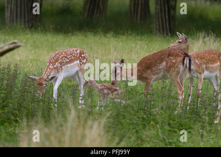 Foto einer Mutter Damwild mit Ihrem neuen geboren Fawn mit anderen weiblichen Rotwild in der Nähe Stockfoto