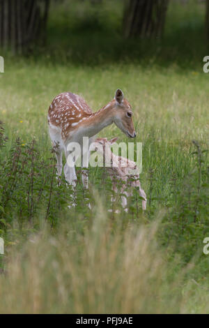 Foto einer Mutter Damwild mit Ihrem neuen geboren fawn Stockfoto