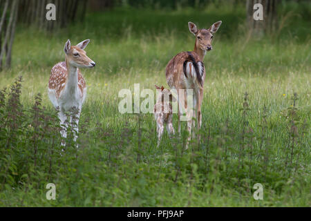 Foto einer Mutter Damwild mit Ihrem neuen geboren Fawn mit anderen weiblichen Rotwild in der Nähe Stockfoto