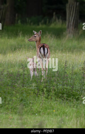 Foto einer Mutter Damwild mit Ihrem neuen geboren fawn Stockfoto