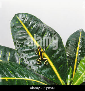 Schwarz-gelb gestreiften Poison Dart Frog (pfeilgiftfrösche) Festhalten an ein Blatt, Ansicht von hinten Stockfoto