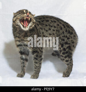 Geoffroy's Cat (Oncifelis geoffroyiI) Knurren, Seitenansicht Stockfoto