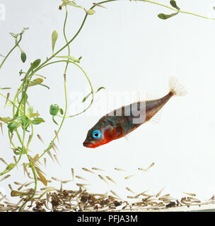 Männlich, 3-Spined Stichlinge (Gasterosteus aculeatus) mit Schwarm junger Stichlinge Stockfoto