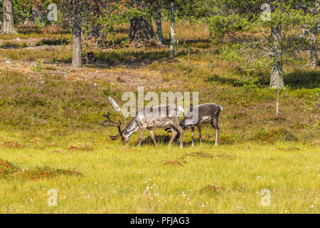 Rentiere grasen am Rand des Waldes Stockfoto