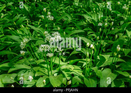 Wilder Knoblauch Blüten und Knospen in einer Wiese Stockfoto