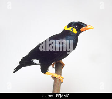 Hill Mynah (Gracula Religiosa) auf Barsch, Seitenansicht Stockfoto