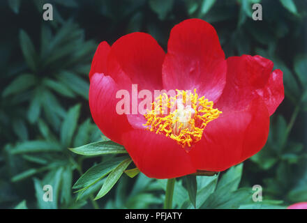 Paeonia Peregrina, Pfingstrose, rote flowerhead Stockfoto