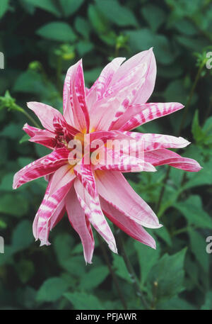 Dahlie 'Pink Giraffe', Pink und Weiß flowerhead Stockfoto