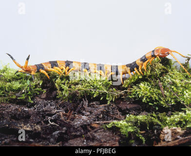 Giant tiger Tausendfüßler kriechen entlang einem Bemoosten anmelden Stockfoto