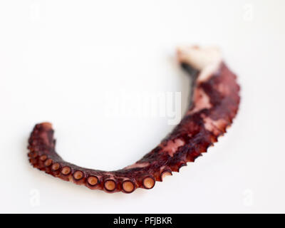 Octopus Sashimi, close-up Stockfoto
