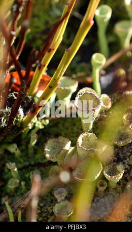 Nahaufnahme von Pixie cup Flechten (Cladonia Asahinae) Stockfoto