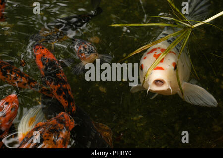 Koi Karpfen (Cyprinus carpio) Eröffnung Mund in der Nähe der Wasseroberfläche Stockfoto