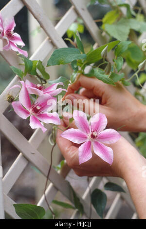 Clematis 'Nelly Moser', Hände an rosa Blüten auf Gitter Stockfoto