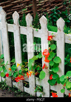 Kapuzinerkresse : (Kapuzinerkresse), orange Blumen wachsen auf Lattenzaun, close-up Stockfoto
