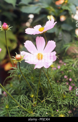Die Cosmos Bipinnatus Sonata Pink' (Garten Kosmos), rosa Blüten und Knospen, close-up Stockfoto