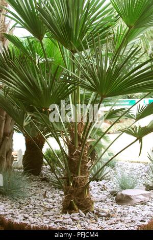 Trachycarpus wagnerianus (Chusan Palm), Palm Tree mit Boden in Schiefer Splitt abgedeckt Stockfoto