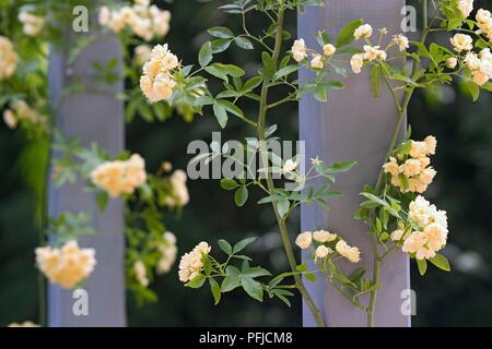 Rosa 'banksiae Lutea" (Dame Banken Rose), cremefarbenen Blüten wachsen um hölzernen Pfosten Stockfoto