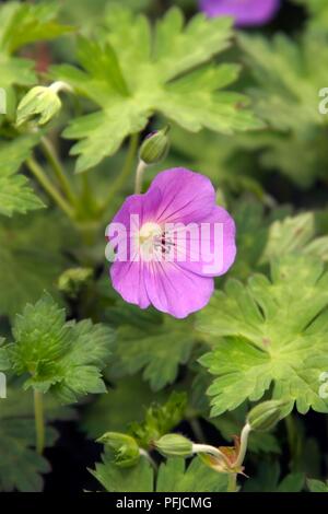 Geranium Rozanne ('Gerwat'), lila Blüte und Knospen in grüner Blätter, close-up Stockfoto