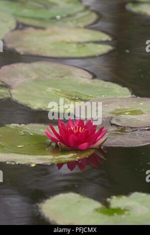 Nymphaea Escarboucle'' (Seerose), rosa Blume und Lily Pads auf dem Wasser Stockfoto