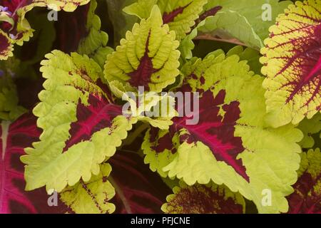 Solenostemon scutellarioides (coleus), grüne Blätter mit lila und rosa Zentren, close-up Stockfoto