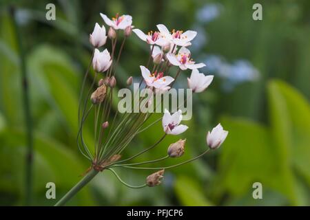 Butomus umbellatus (rush), dolde in rosa und weißen Blüten und Knospen Stockfoto