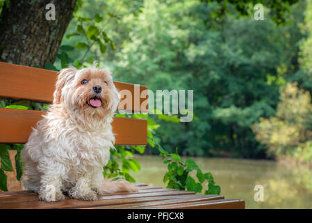 Komisch aussehende kleine Hund von Bichon Havaneser Zucht, wartet mit seiner Zunge heraus, auf einer Holzbank, in der Natur, an einem sonnigen Tag im Sommer. Stockfoto