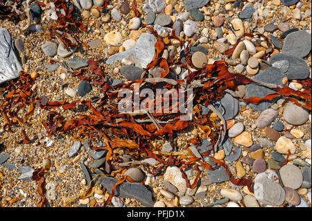 Rot Braun Algen auf einem Kiesstrand in South Devon ENGLAND GROSSBRITANNIEN Stockfoto