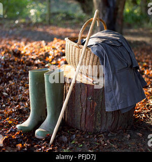 Kleidung und Ausrüstung für das Sammeln von Pilzen, auf einem Baumstumpf im Wald Stockfoto