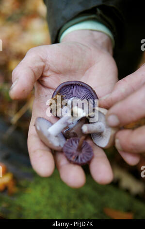 Mann, essbare Pilze in offenen Handfläche Stockfoto
