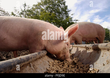 Zwei Schweine essen aus Trog Stockfoto