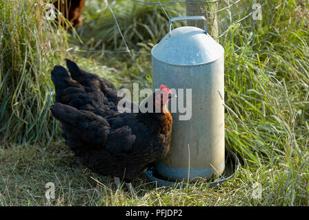 Henne stehend von Huhn Schrägförderer Stockfoto