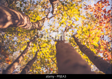 Herbst Baumkronen im Wald in Gelb und Orange mit leuchtend blauen Himmel hinter und ein wenig verträumt unscharfe Kanten mit Baumstämmen, die das Auge Stockfoto