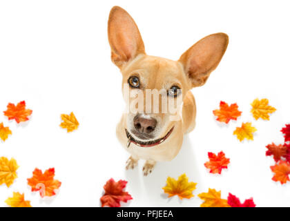 Chihuahua podenco Hund warten auf Besitzer zu spielen und für einen Spaziergang mit Leine im Herbst oder fallen, lässt alle rund um Stockfoto